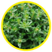 Những Loại Tinh Dầu Chứa Hoạt Chất Carvacrol Và Ứng Dụng