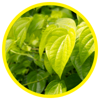 33 Lợi Ích Của Lá Trầu Và Tinh Dầu Tuyệt Vời Cho Sức Khoẻ