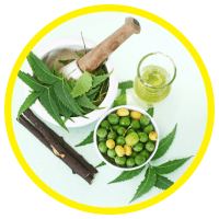 Mọi Bộ Phận Cây Sầu Đâu Đều Có Thể Làm Thuốc