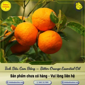 Tinh Dầu Cam Đắng – Bitter Orange Essential Oil