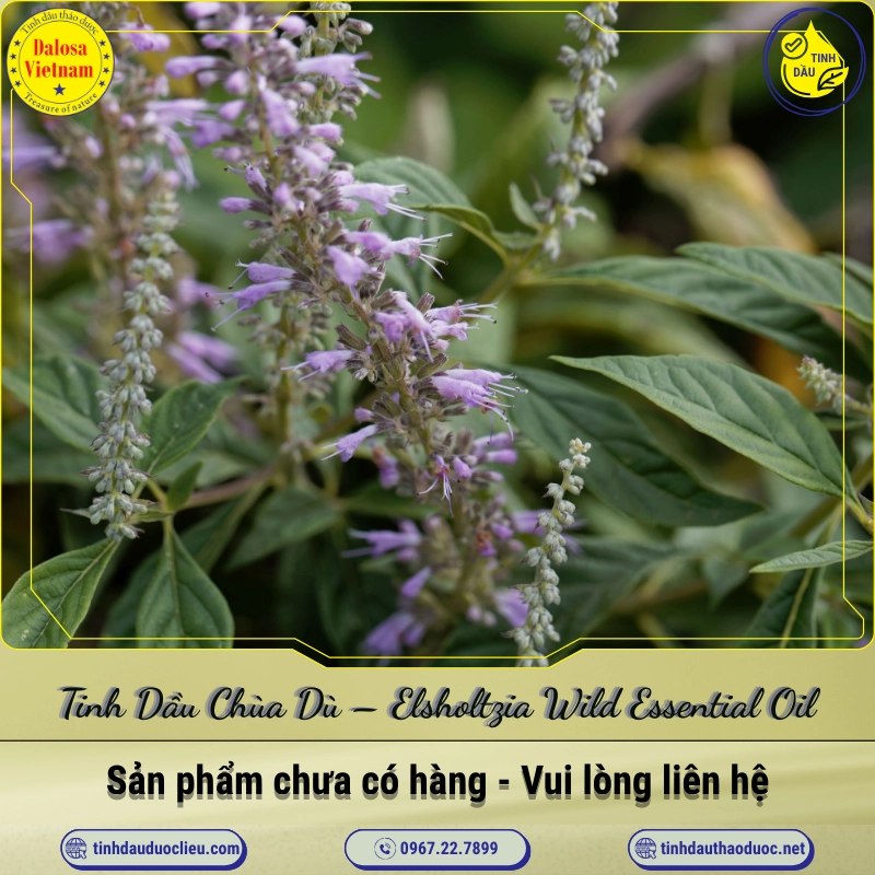 Tinh Dầu Chùa Dù - Elsholtzia Wild Essential Oil 1 Tinh Dầu Chùa Dù – Elsholtzia Wild Essential Oil