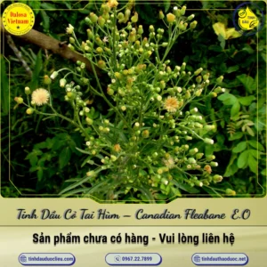 Tinh Dầu Cỏ Tai Hùm – Canadian Fleabane Essential Oil