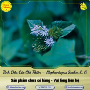Tinh Dầu Cúc Chỉ Thiên – Elephantopus Scaber Essential Oil