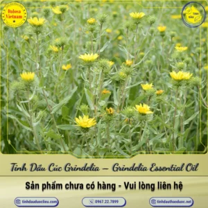 Tinh Dầu Cúc Grindelia – Grindelia Essential Oil