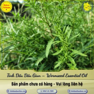 Tinh Dầu Dầu Giun – Wormseed Essential Oil