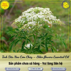 Tinh Dầu Hoa Cơm Cháy – Elder flowers Essential Oil