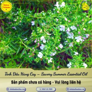 Tinh Dầu Húng Cay – Savory Summer Essential Oil