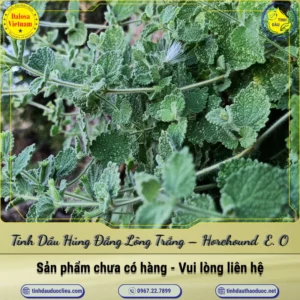 Tinh Dầu Húng Đắng Lông Trắng – Horehound Essential Oil