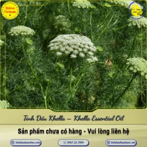 Tinh Dầu Khella – Khella Essential Oil