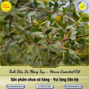 Tinh Dầu Lá Móng Tay – Henna Essential Oil