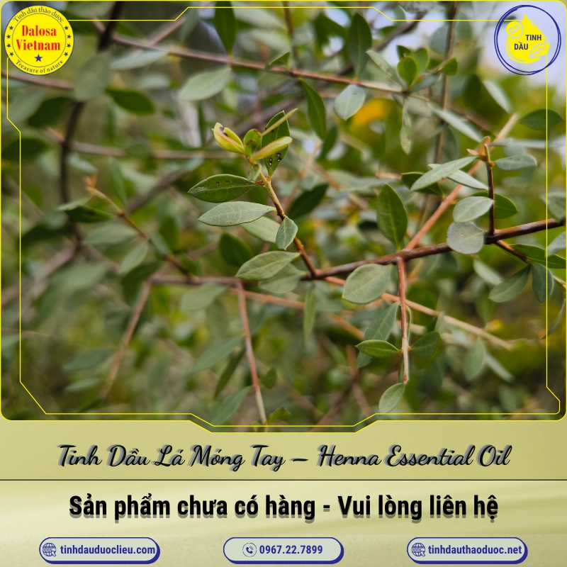 Tinh Dầu Lá Móng Tay - Henna Essential Oil 1 Tinh Dầu Lá Móng Tay – Henna Essential Oil