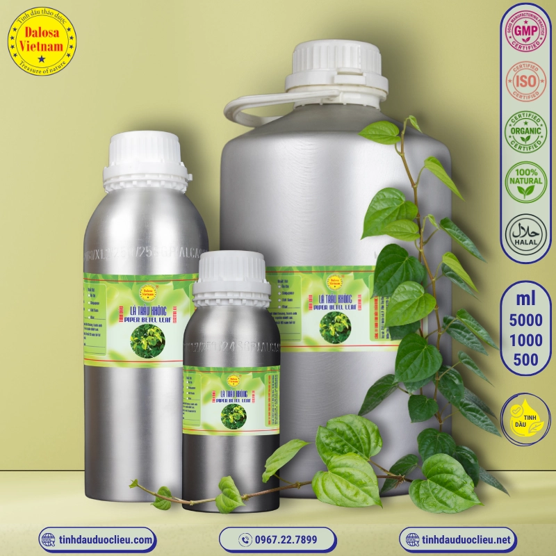 Tinh Dầu Lá Trầu Không - Piper Betle Leaf Essential Oil 2 tinh dau la trau khong piper betle leaf piper betel essential oil 2