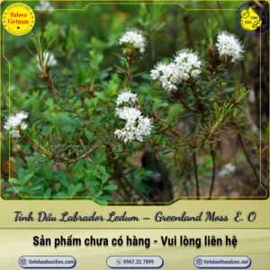 Tinh Dầu Labrador Ledum – Greenland Moss Essential Oil