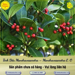 Tinh Dầu Mandravasarotra – Mandravasarotra Essential Oil