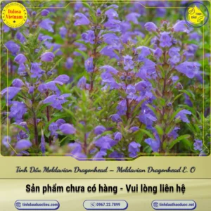 Tinh Dầu Moldavian Dragonhead – Moldavian Dragonhead Essential Oil