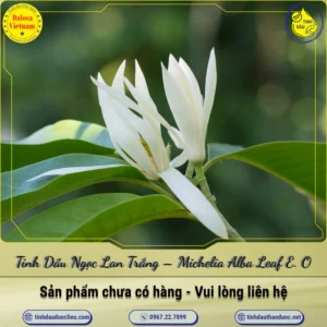 Tinh Dầu Ngọc Lan Trắng – Michelia Alba Leaf Essential Oil