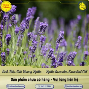 Tinh Dầu Oải Hương Spike – Spike lavender Essential Oil