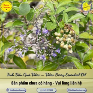 Tinh Dầu Quả Vitex – Vitex Berry Essential Oil