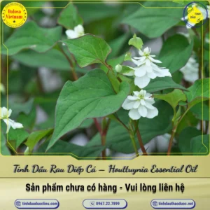 Tinh Dầu Rau Diếp Cá – Houttuynia Essential Oil