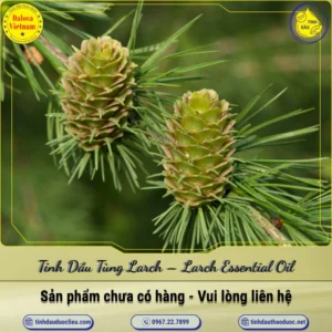 Tinh Dầu Tùng Larch – Larch Essential Oil