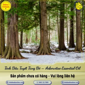 Tinh Dầu Tuyết Tùng Đỏ – Arborvitae Essential Oil