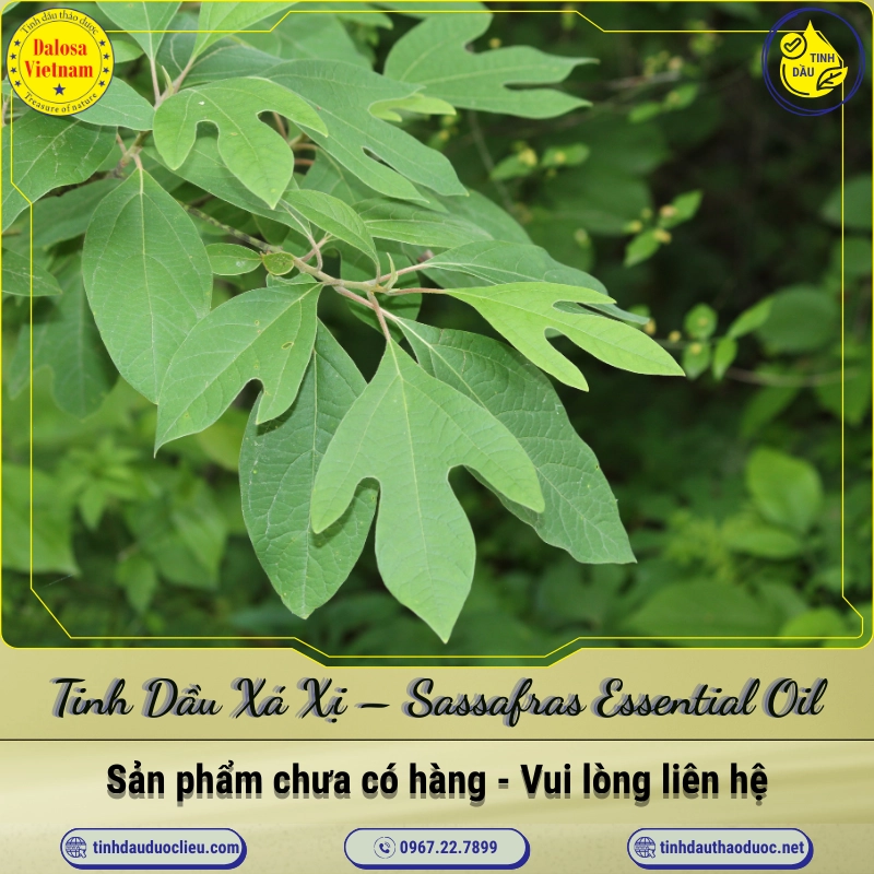 Tinh Dầu Xá Xị - Sassafras Essential Oil 1 Tinh Dầu Xá Xị – Sassafras Essential Oil