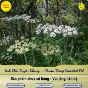 Tinh Dầu Xuyên Khung – Chuan Xiong Essential Oil