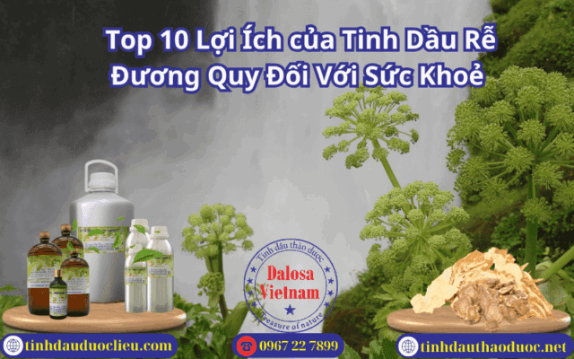 Top 10 Lợi Ích của Tinh Dầu Rễ Đương Quy Đối Với Sức Khoẻ