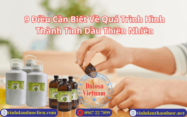 9 Điều Cần Biết Về Quá Trình Hình Thành Tinh Dầu Thiên Nhiên