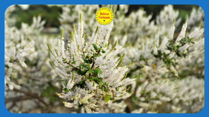 11 tên gọi khác của Tinh dầu Nhựa thơm – Myrrh Essential Oil