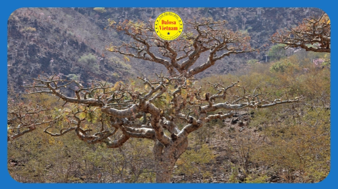 15 tên gọi khác của Tinh dầu Hương trầm – Frankincense Essential Oil