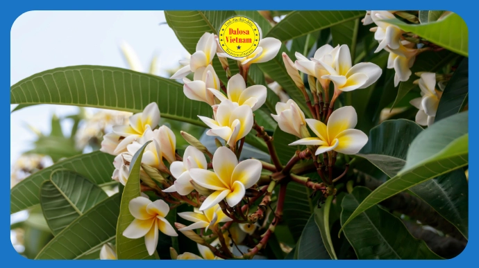 10 tên gọi khác và cách nhận diện Tinh dầu Hoa sứ – Frangipani Essential Oil