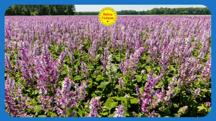 Tổng hợp 11 tên gọi của Tinh dầu Đơn sâm – Clary Sage Essential Oil