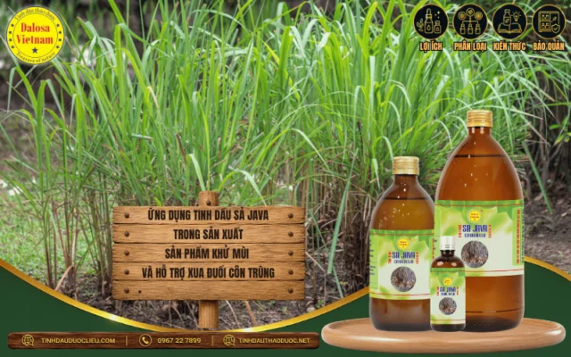 Đồ họa ứng dụng tinh dầu sả Java Dalosa Vietnam