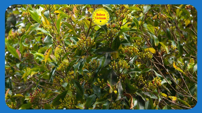 Cây đinh hương (Syzygium aromaticum) trổ nụ dày đặc ngoài tự nhiên, hình đại diện bài viết về Eugenol trong tinh dầu Đinh Hương.