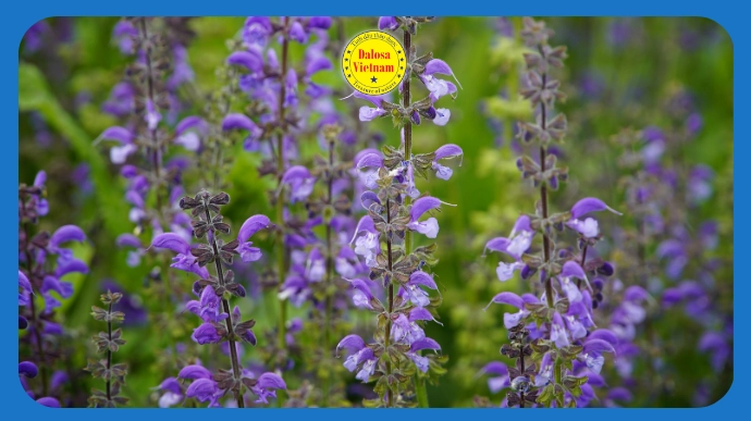 Cây hoa đơn sâm xô thơm (Salvia sclarea) tím nở rộ ngoài tự nhiên, hình đại diện bài viết về hoạt chất chính trong tinh dầu Đơn Sâm.