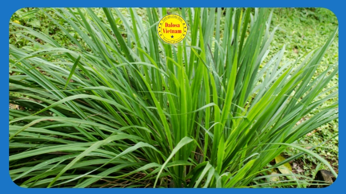 Bụi sả chanh (Cymbopogon citratus) xanh tốt ngoài vườn tự nhiên, hình đại diện bài viết phân tích 2 hoạt chất chính trong tinh dầu sả chanh.