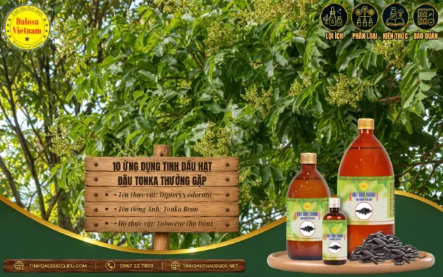 10 Ứng Dụng Tinh Dầu Hạt Đậu Tonka Thường Gặp 1 10 ứng dụng tinh dầu hạt đậu Tonka trong nước hoa, mỹ phẩm và sản phẩm chăm sóc cá nhân