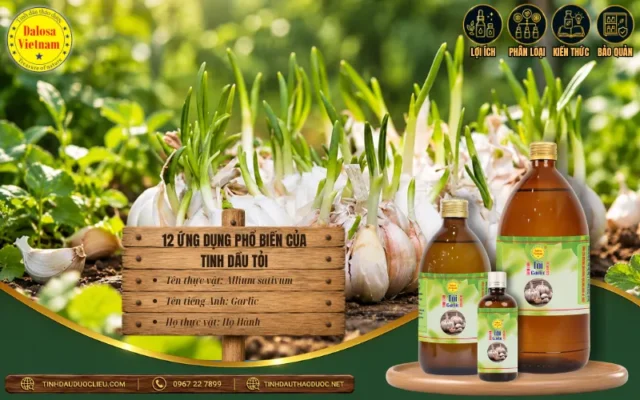 11 Ứng Dụng Đặc Trưng Của Tinh Dầu Tỏi 1 Ứng dụng đặc trưng của tinh dầu tỏi, Dalosa Việt Nam