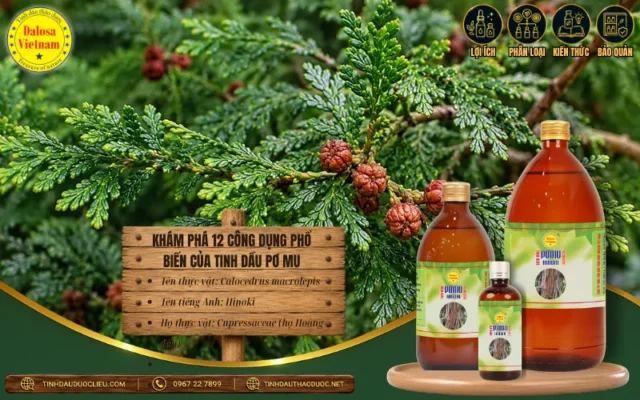Khám Phá 12 Công Dụng Phổ Biến Của Tinh Dầu Pơ Mu 1 Công dụng phổ biến của tinh dầu pơ mu trong chăm sóc cá nhân và không gian sống