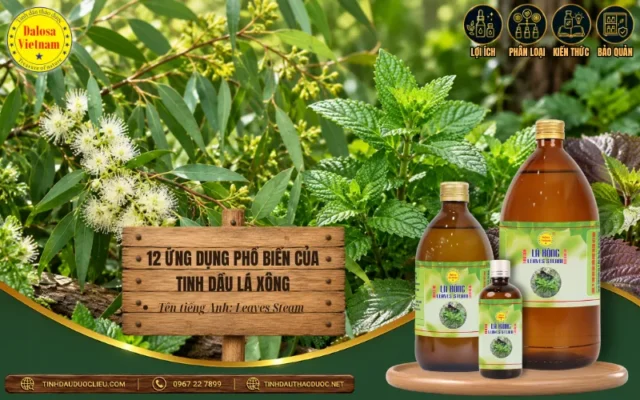 12 Ứng Dụng Phổ Biến Của Tinh Dầu Lá Xông 1 Những ứng dụng phổ biến của tinh dầu lá xông trong chăm sóc sức khỏe và thư giãn
