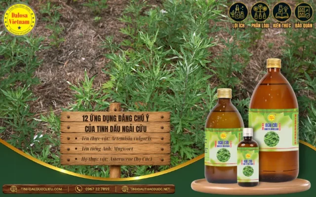 12 Ứng Dụng Đáng Chú Ý Của Tinh Dầu Ngải Cứu 1 Ứng dụng đáng chú ý của tinh dầu ngải cứu trong chăm sóc cá nhân và sản phẩm thảo dược