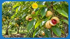 Ứng dụng nổi bật của tinh dầu áo nhục đậu khấu